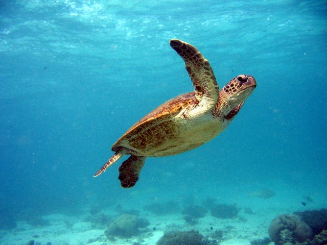 Coral Bay Turtle